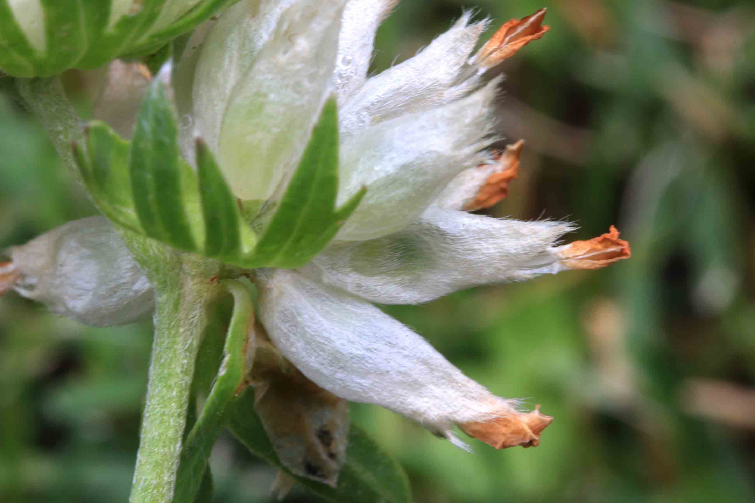 Anthyllis vulneraria / Vulneraria comune